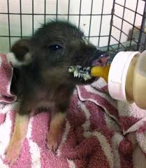 Baby Pig Found In Honolulu Hotel To Be Put Up For Adoption Honolulu Star Advertiser