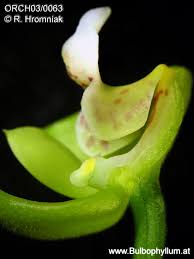 Image result for Polystachya campyloglossa