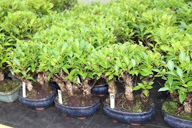 On average, most owners report a ficus lifespan period between 15 and 20 years. Ficus Bonsai Care Bonsaischule Wenddorf