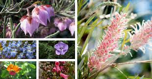 So, if you are thinking of creating cottage garden at your outdoor space here. How To Create A Native Cottage Garden Flower Power