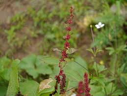 Image result for Rumex ruwenzoriensis
