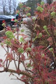 We did not find results for: Lemony Lace Elderberry Sambucus Racemosa Proven Winners