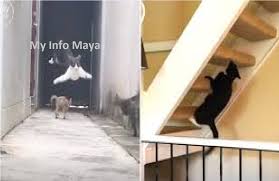 Berikut adalah 10 haiwan paling kuat di planet ini tetapi haiwan ini tidak begitu comel kerana mereka mungkin kelihatan pada mulanya. Kucing Ninja Paling Comel Di Dunia My Info Maya