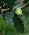Image result for Scolopia mundii