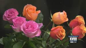 Maybe you would like to learn more about one of these? How To Keep Valentine S Day Flowers Safe From The Cold Kvrr Local News
