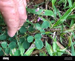 Image result for Desmodium incanum