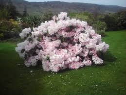 Rhododendron Loderi King George Large And Shade Tolerant Evergreen Flowering Trees Planting Flowers Beautiful Flowers