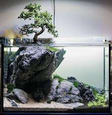 We did not find results for: 70 Inspirasi Aquascape Dekorasi Cantik Aquarium Masa Kini Rumahku Unik