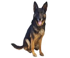 Find german shepherds for sale in indiana, pa on oodle classifieds. German Shepherd Breeders Indiana Purebred German Shepherd Puppies
