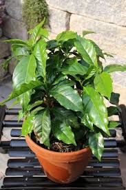 Pin Auf Gruner Daumen