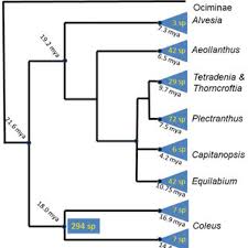 Image result for Plectranthus chimanimanensis