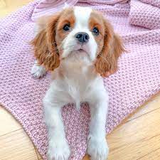 Pin By Henry The Smol Pet Lifestyle On King Charles Cavalier Spaniel Puppy King Charles Cavalier Spaniel Puppy Cavalier King Charles Cavalier King Charles Spaniel
