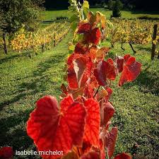 Repost De Isabelle Michelot A Suivre Les Vignes De Coucy Le Chateau Dans Les Hauts De France Espritdepicardie J In 2020 Plants Flowers Love Lies Bleeding
