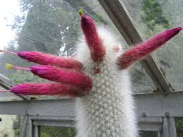 A fast growing cactus that is covered description: Cleistocactus Strausii Silver Torch Cactus World Of Succulents