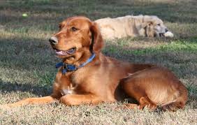 The golden irish is a hybrid dog which is bred by crossing an irish setter with a golden retriever. Golden Irish Breed Information Characteristics Heath Problems Dogzone Com