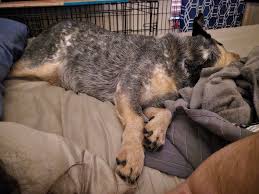 Hank the Heeler Photo Dump