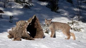 Lynx 2.8.8 runs on un*x, macos, vms, windows many user questions are answered in the online help provided with lynx. Lynx Numbers Are In Decline In The West The New York Times
