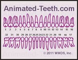 online quizzes universal teeth numbering system tooth