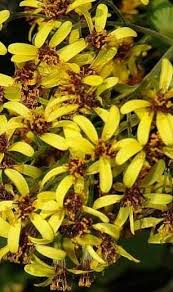 Image result for Roldana