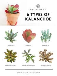 Free Printable 11 Succulent Collections In 2020 Types Of Succulents Succulents Succulent Box