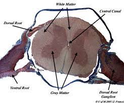 Biology 1030 Biological Diversity Function Interactions