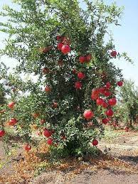Look for an area that gets at least 6 hours of direct sun. How To Grow Pomegranate Hunker Trees To Plant Pomegranate Tree Growing Fruit Trees