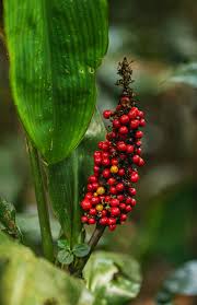 Image result for Palisota schweinfurthii