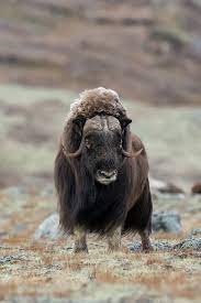 Du skal være logget ind for at kunne se priser og lave bestillinger. Pin Pa ãƒ„ Your Favourite Wildlife Only Animals Pins