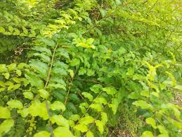 Image result for Phyllanthus paxii