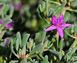 Image result for Sesuvium