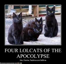 And So It Begins Cats Funny Cats Black Cat