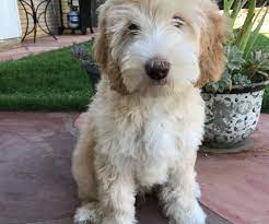 Our texas labradoodle breeder puppies are bred to be friendlier, cuter and smarter while maintaining the same hypoallergenic coats. Neuter Or Spay Your Labradoodle Puppy Texas Australian Labradoodles