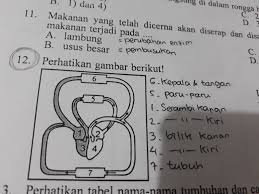 Urutan Sistem Peredaran Darah Dari Paru Paru Menuju Jantung Dilanjutkan Ke Seluruh Tubuh Secara Brainly Co Id