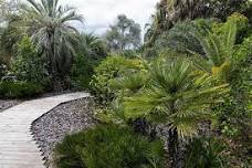 Palms in the landscape and invasive species