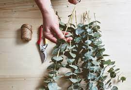Life Hack Put A Bunch Of Eucalyptus In Your Shower Eucalyptus Shower Shower Plant Dried Eucalyptus