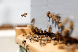 Maybe you would like to learn more about one of these? Jacksonville Bee Removal Eco Bee Removal