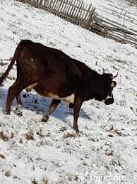 La inceputuri, rasa avea roba de mai multe culori, insa pe parcursul anilor a fost supusa selectiei este o rasa de vaci de talie mica, membre scurte, trunchi larg, adanc, lung si rotund. Vand Branza De Vaci Adroa Zoo