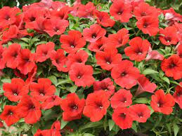 Petunias And I Need These Asap To Get Rid Of What I Think Are Leafhoppers Eating All Of My Flower Leaves Petunias Trailing Petunias Flowers
