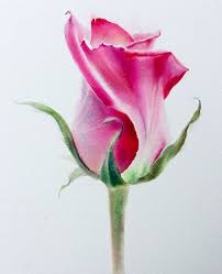 1001 Ideas Sobre Como Dibujar Una Rosa Paso A Paso Del mismo modo, tenemos una variedad de formas de pétalos también. ideas sobre como dibujar una rosa paso