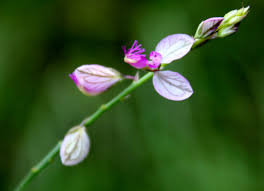 Image result for Polygala hottentotta