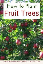 Check the drainage in your planting area. How To Plant Fruit Trees Tips For Properly Planting Fruit Trees