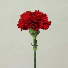 Where can i buy carnation flowers. Fresh Cut Flowers Carnation Cut Flower Prices Garden Flowers Yunnan Buy New Fresh Cut Carnation Flower Carnation Cut Flower Prices Carnation Cut Flower Prices Fresh Cut Carnation Flower High Grade Wholesale From Yunnan