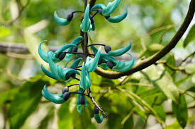 Image result for Strongylodon macrobotrys