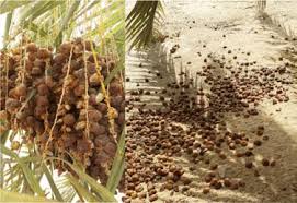 The fruit is also known as jabong in hawaii and jambola in varieties of english spoken in south asia. Bird Damage On Date Palm Fruits Injury While On The Bunch Left And Download Scientific Diagram