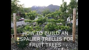 Prevents branches snapping, and allows for easy sequential bending of the branches over a few months. How To Build An Espalier Trellis For Fruit Trees Youtube