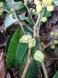 Image result for Chaetocarpus