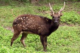 According to key (2003) the habitat of visayan spotter deer is most common in the dense forest of the islands it is found in. Zgap Hilfe Fur Unbekannte Hochbedrohte Arten Projects