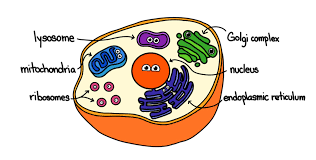 Plant cell diagram biology if8765. Diagram Diagram Of A Cell Organelles Full Version Hd Quality Cell Organelles Solardiagrams Hotelrigelcatania It