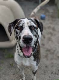 Would you be interested in fostering a dog/puppy? Pet Of The Week Great Dane Mix At Meriden Humane Society Is A Gentle Giant