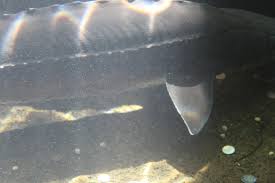 They are an anadromous fish species ranging in the eastern pacific; Acipenser Transmontanus 7 Travis K Flickr